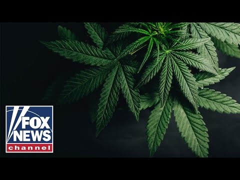 Cannabis risks in spotlight as celebrity athletes push for marijuana reform