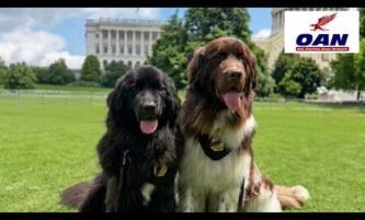 Dogs on Duty: The Canine Unite Supporting CBP Officers 2 Dogs on Duty: The Canine Unite Supporting CBP Officers