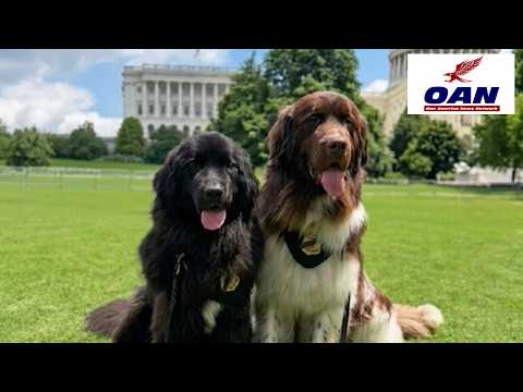 Dogs on Duty: The Canine Unite Supporting CBP Officers