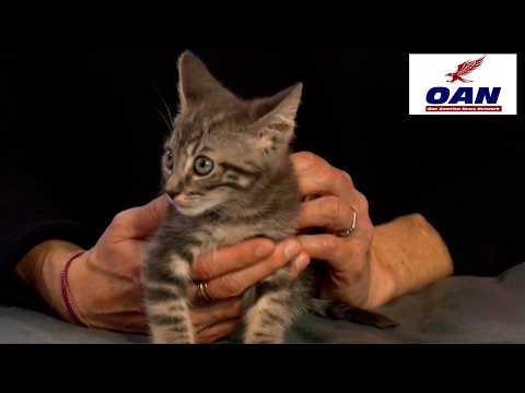 San Diego Humane Society, Shelters Mark June as National Adopt-a-Cat Month