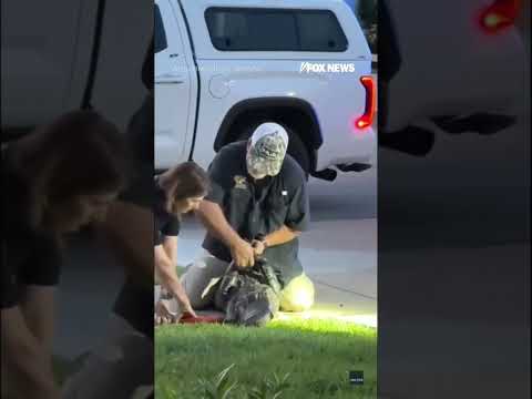 GIANT ALLIGATOR causes neighborhood CHAOS#foxnews #news #us #fox