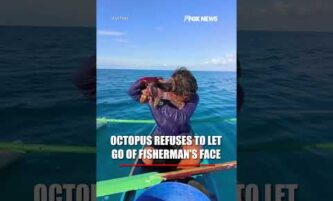 Octopus REFUSES to let go of fisherman’s face #shorts #foxnews #news #fox 3 Octopus REFUSES to let go of fisherman’s face #shorts #foxnews #news #fox