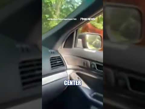 WATCH: Horse takes police on WILD roadside chase #shorts #foxnews #us #news