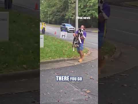 Rescue dog carried across finish line after refusing to complete 5k #shorts
